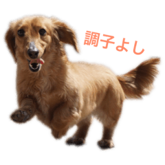 [LINEスタンプ] ダックスのいる生活 