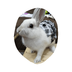 [LINEスタンプ] 可愛いものクラブ