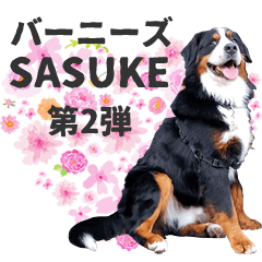 [LINEスタンプ] バーニーズ佐助 第2弾