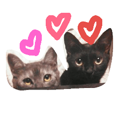 [LINEスタンプ] 寅と昆布 