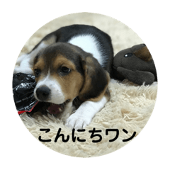 [LINEスタンプ] ビーグル犬チョコ 