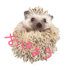 [LINEスタンプ] ハリボーの日常 