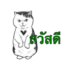[LINEスタンプ] 猫スタンプ【タイ語】