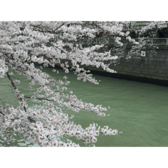 [LINEスタンプ] 桜、さくら、春のメッセージ