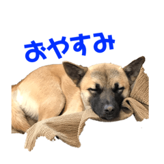 [LINEスタンプ] kawaiiワンちゃん達
