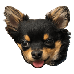 [LINEスタンプ] チワワですよ
