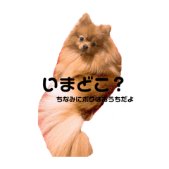 [LINEスタンプ] チャイのスタンプだよ
