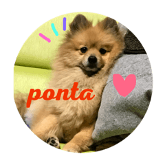 [LINEスタンプ] ポメラニアンのポンタ 