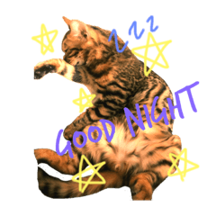 [LINEスタンプ] ねこのジャック 第1弾 