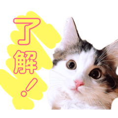 [LINEスタンプ] みーにゃんのご挨拶 