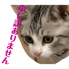 [LINEスタンプ] チロ助スタンプ10