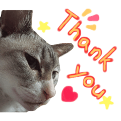 [LINEスタンプ] 飼い猫のきもち 英語