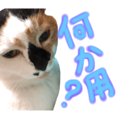 [LINEスタンプ] 飼い猫のきもち バージョン2