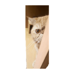 [LINEスタンプ] 怠惰な猫の生活 cat 2 