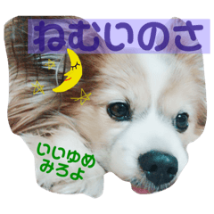[LINEスタンプ] パピヨンとチワワとシュナのご近所物語 