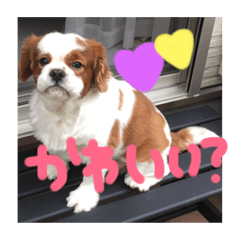 [LINEスタンプ] ぽむくん1 