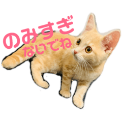 [LINEスタンプ] ♡世界一かわいいメイちゃんスタンプ♡ 