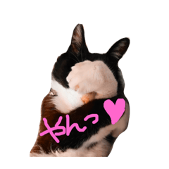 [LINEスタンプ] そうです！私がアトムにゃんこてんてーでし