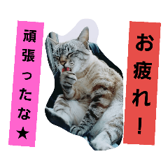 [LINEスタンプ] ねこねこgo！go！⑤