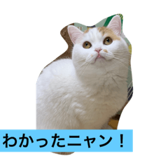 [LINEスタンプ] 可愛くて楽しい4匹の猫 2