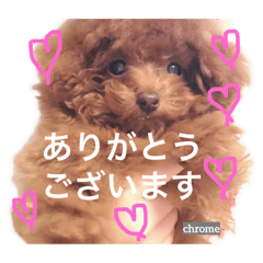 [LINEスタンプ] ティーカッププードルクロムくんの敬語1