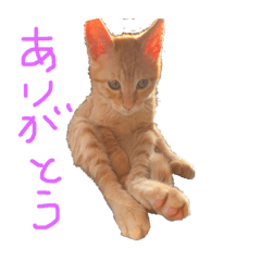 [LINEスタンプ] キキ＆ライの日常会話✩.*˚ fetchpriority=high