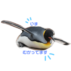 [LINEスタンプ] 実写ペンギン