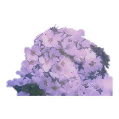 [LINEスタンプ] 雪柳花♡2