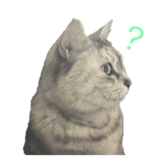 [LINEスタンプ] ハルという名の猫のスタンプ