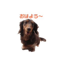 [LINEスタンプ] 日常使い(チョコタンダックスのレオ)