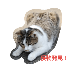 [LINEスタンプ] Uchi no chibi tan