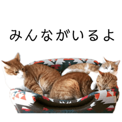 [LINEスタンプ] ほっぷとびあとあわ