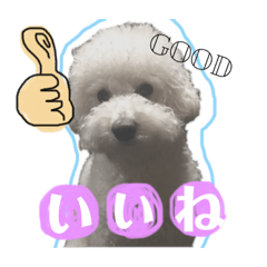 [LINEスタンプ] トイプードルのまっちゃん fetchpriority=high