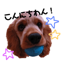 [LINEスタンプ] アメリカンコッカースパニエルのぼーちゃん