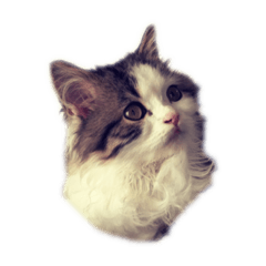 [LINEスタンプ] からレオスタンプ 