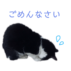 [LINEスタンプ] 我が家のねこたち！