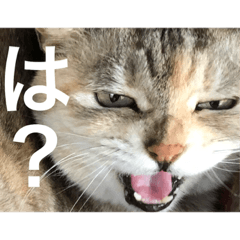 [LINEスタンプ] ゆずすたんぷ♡
