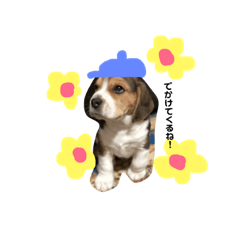 [LINEスタンプ] うーちゃんず （犬）