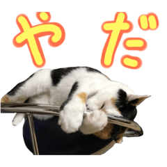 [LINEスタンプ] 飼い猫のきもち バージョン3