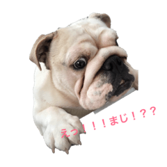 [LINEスタンプ] 我が家 ぶるず 