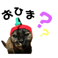 [LINEスタンプ] ガミ家の猫達
