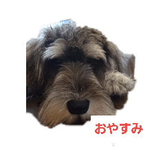 [LINEスタンプ] 箱入りあず