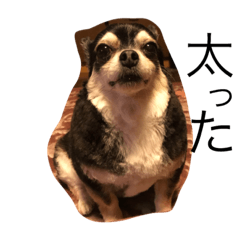 [LINEスタンプ] 息がくっさいここあ