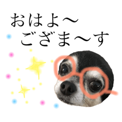 [LINEスタンプ] ゆる〜いチワワわんこ。【ゆる敬語】