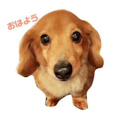 [LINEスタンプ] カレンの気まぐれスタンプ