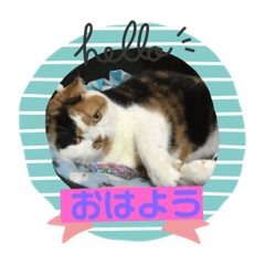 [LINEスタンプ] ぷーの休日 ネコ
