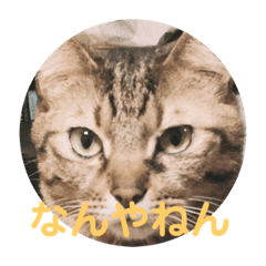 [LINEスタンプ] 関西弁な動物