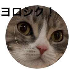 [LINEスタンプ] 可愛くて楽しい4匹の猫 4
