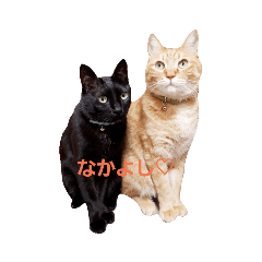 [LINEスタンプ] くーちゃとちゃーちゃ 
