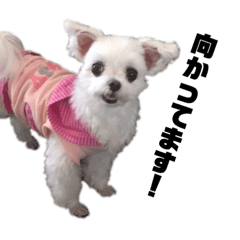 [LINEスタンプ] すずとちよとはな 